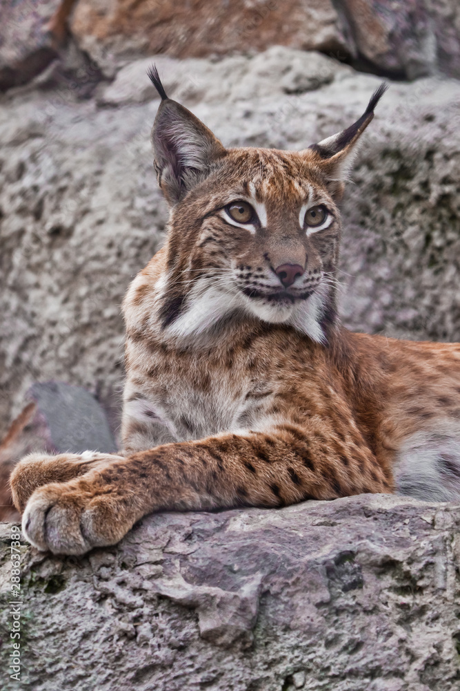 Slender lynx with tassels on the ears and a proud look beautifully lies on the stone. Beautiful wild cat lynx. Slender lynx with tassels on the ears and a proud look beautifully lies on the stone. Beautiful wild cat lynx.