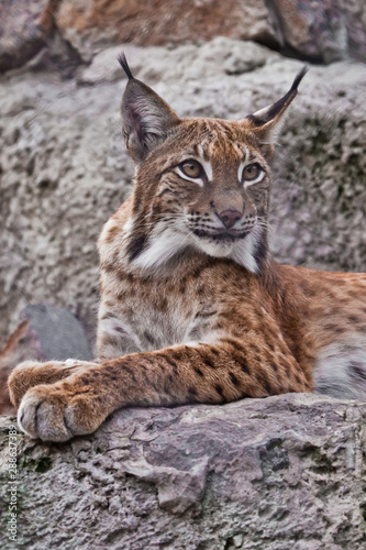 Slender lynx with tassels on the ears and a proud look beautifully lies on the stone. Beautiful  wild cat lynx.