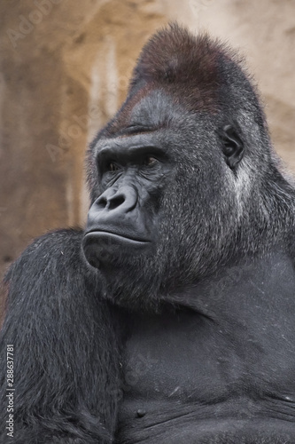 Portrait powerful dominant male gorilla proudly and seriously (attentively) looks. © Mikhail Semenov