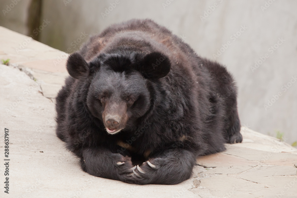 Black bear predatory beast lies and rests, stone desert open mouth of a bear. Black bear predatory beast lies and rests, stone desert open mouth of a bear.