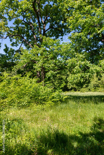 Trees, shrubs and grass. Central Black Earth Region of Russia, Voronezh forests, mighty trees and medicinal herbs.