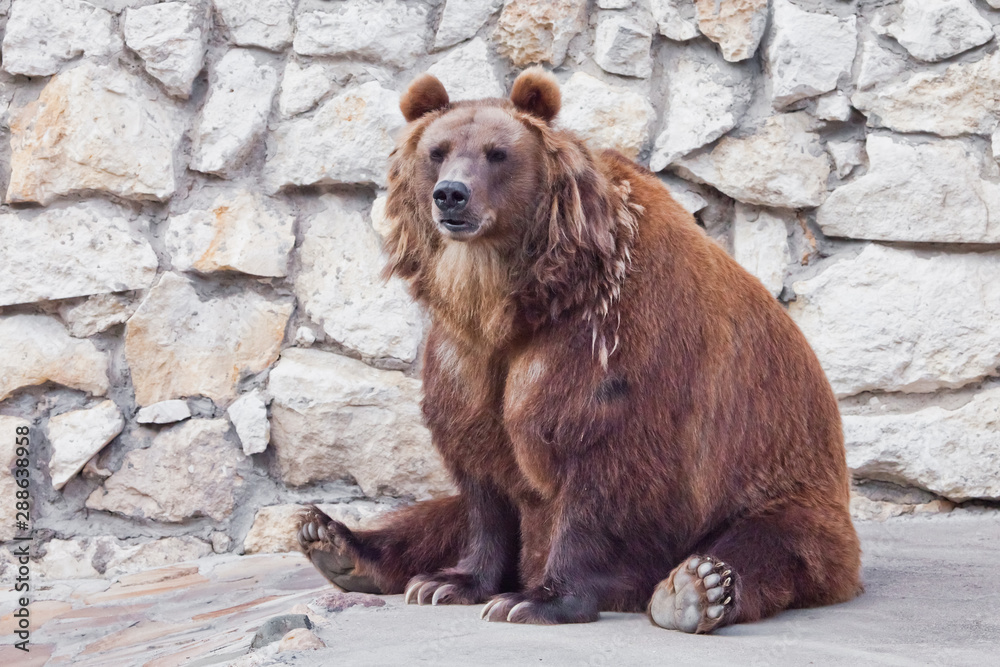 Obraz premium Powerful brown bear . sitting against a stone wall