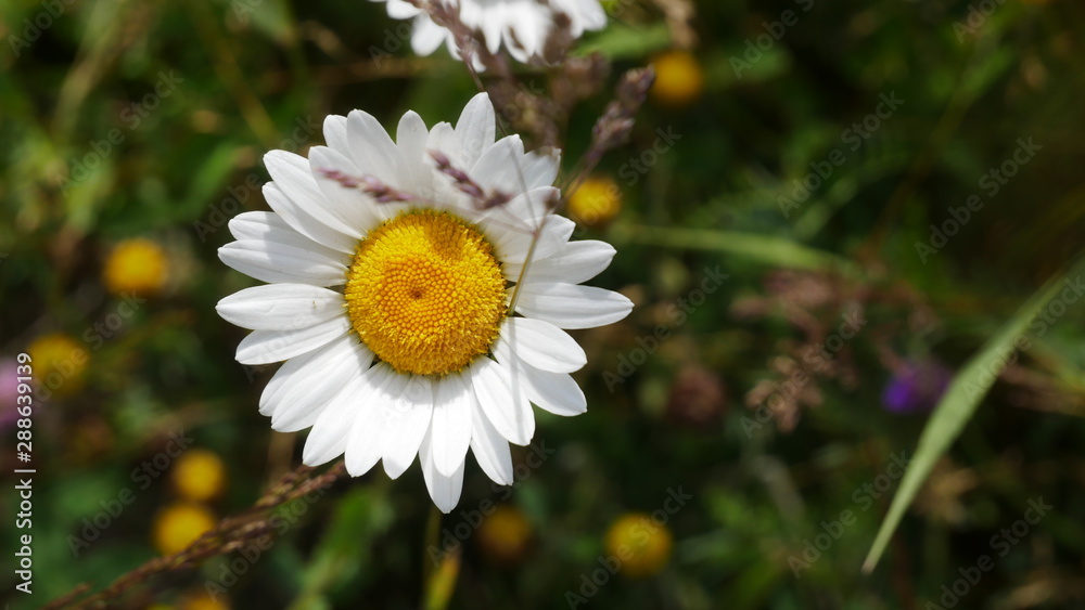 Obraz premium Bergblume