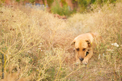 Wallpaper Mural Sad dog hid in the autumn grass on the path. Torontodigital.ca