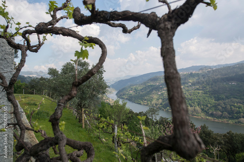 EUROPE PORTUGAL DOURO WINE YARDS