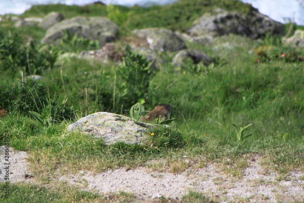 Obraz premium Murmeltier