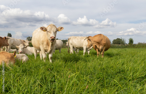 herd of cattle pasture on green meadow