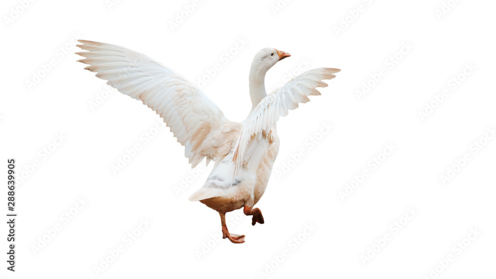 Naklejka premium Ducks happily dance on the white background.