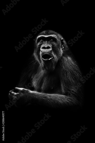 Very surprised female gorilla opened her mouth, shock from what she saw, the life of monkeys. black background, isolated