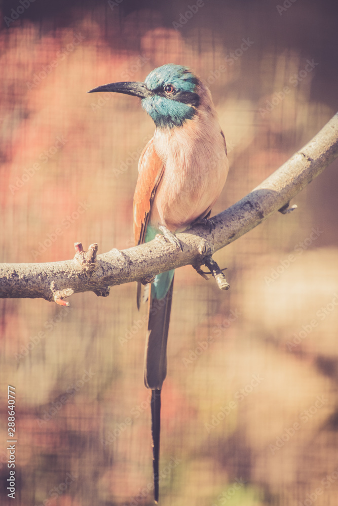 Fototapeta premium Kleiner bunter Vogel