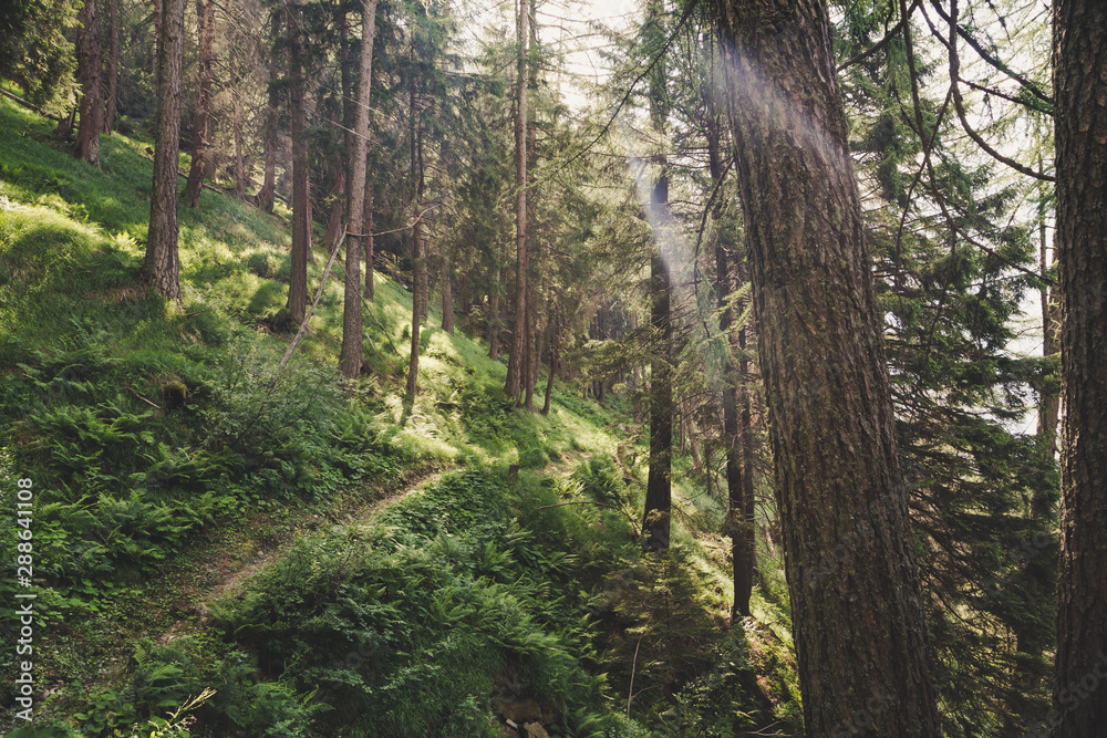 Forest in the sud of Swiss Alps in a summer sunny day