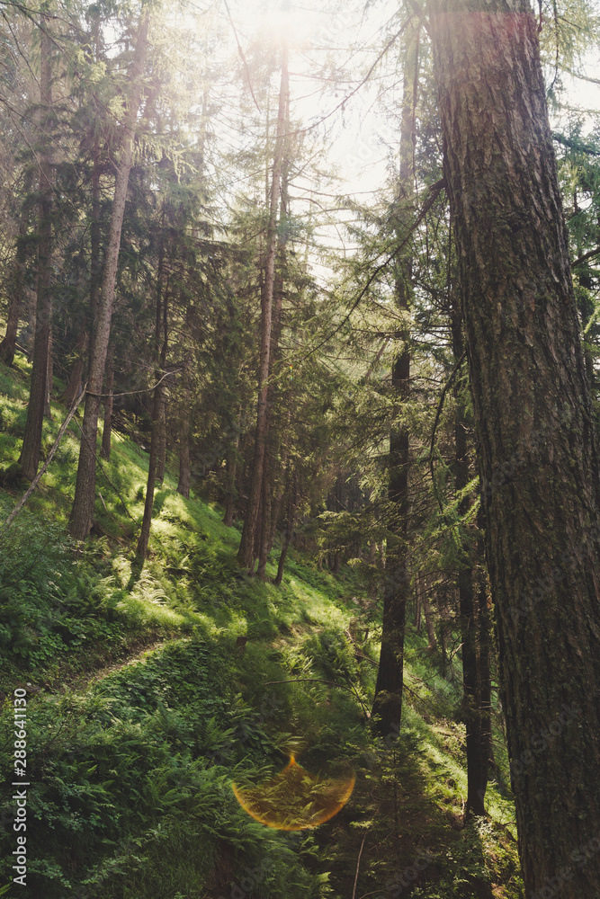Forest in the sud of Swiss Alps in a summer sunny day