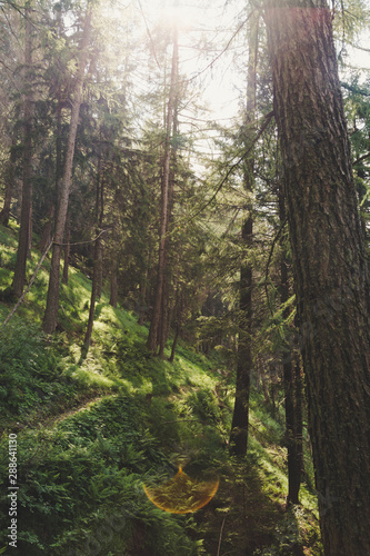 Obraz na płótnie Forest in the sud of Swiss Alps in a summer sunny day w salonie