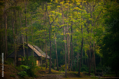 Tela house in the forest