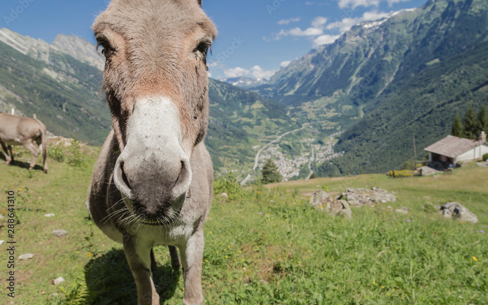 Donkey shoot in the mountain