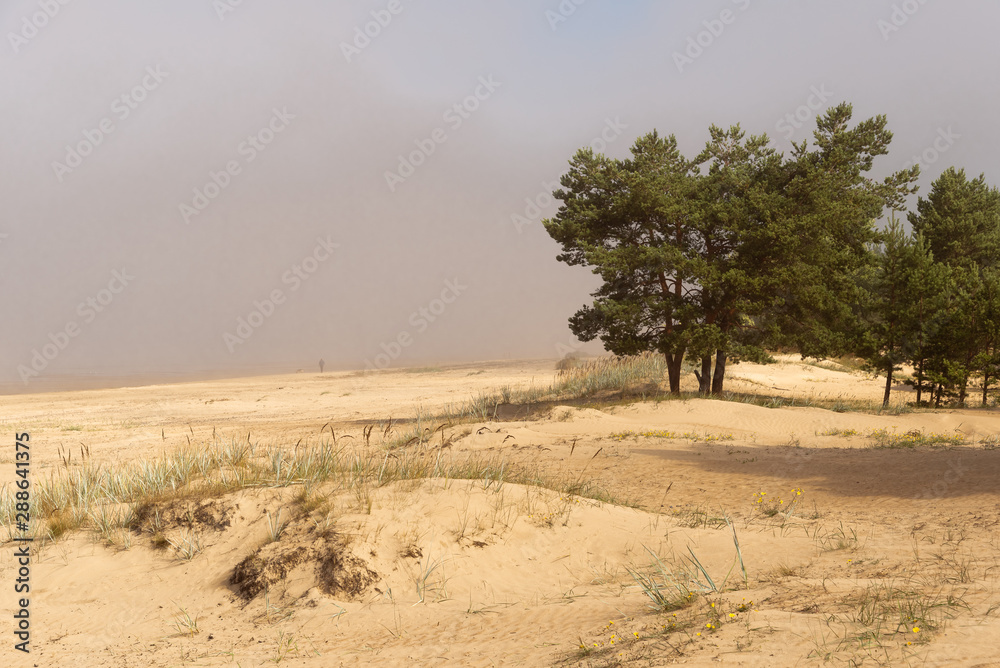 Pine trees in the dunes on the beach and foggy morning distance