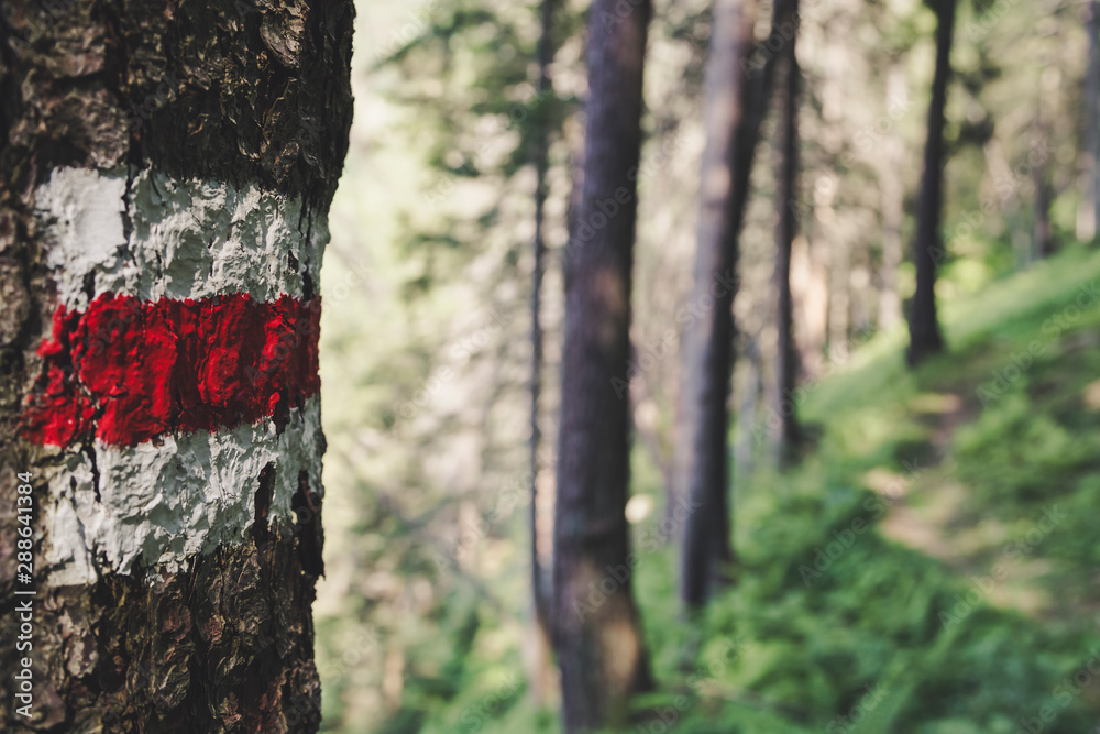 Forest in the sud of Swiss Alps in a summer sunny day