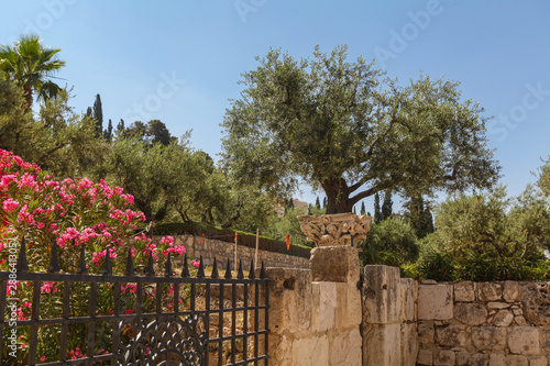 Obraz na plátně A big olive tree on the Mount Zion, in the south of the Zion Gate of the Old City of Jerusalem, Israel