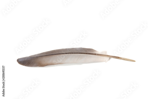 Bird or pegion feather isolated on white background.