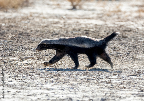Honey Badger