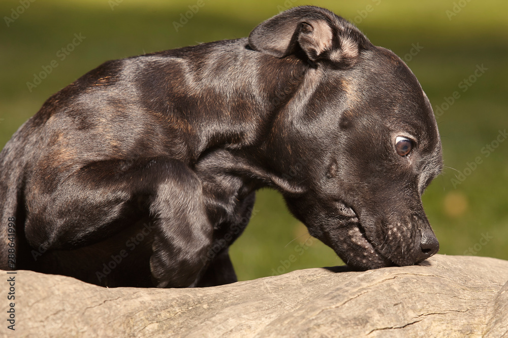 Five months old staffordshire bull terrier young female Five months old staffordshire bull terrier young female