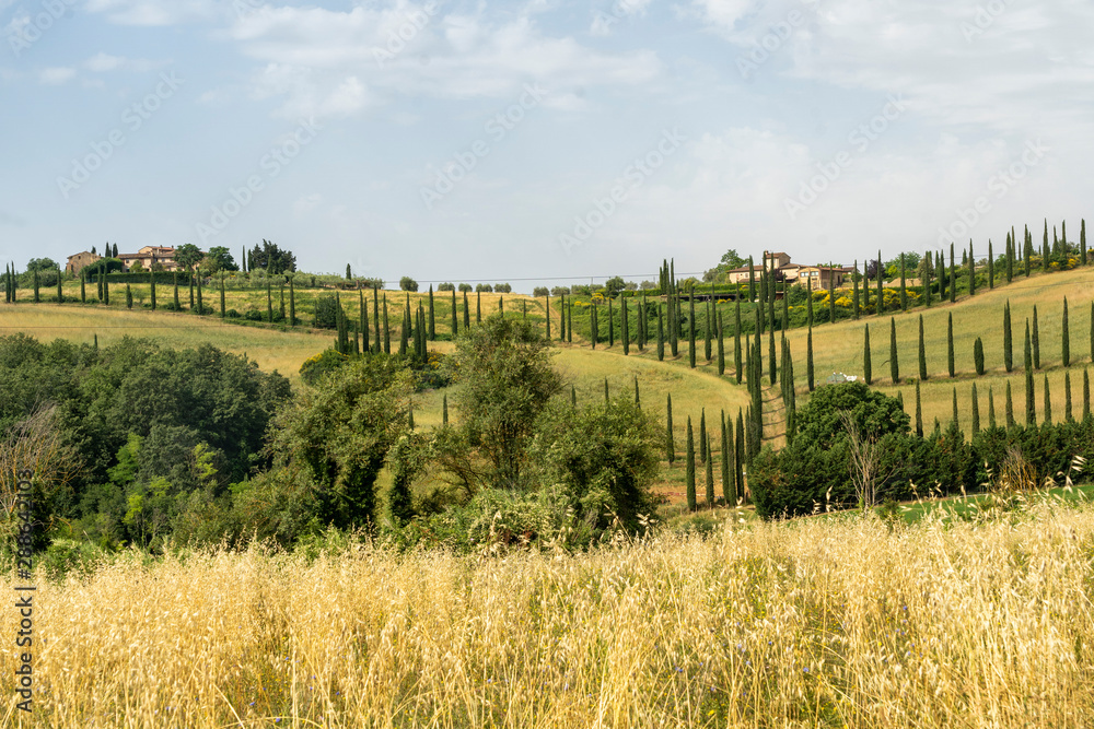Summer landscape in the Chianti region at summer