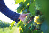 Vineyard, seasonal worker collects ripe grape fruit.