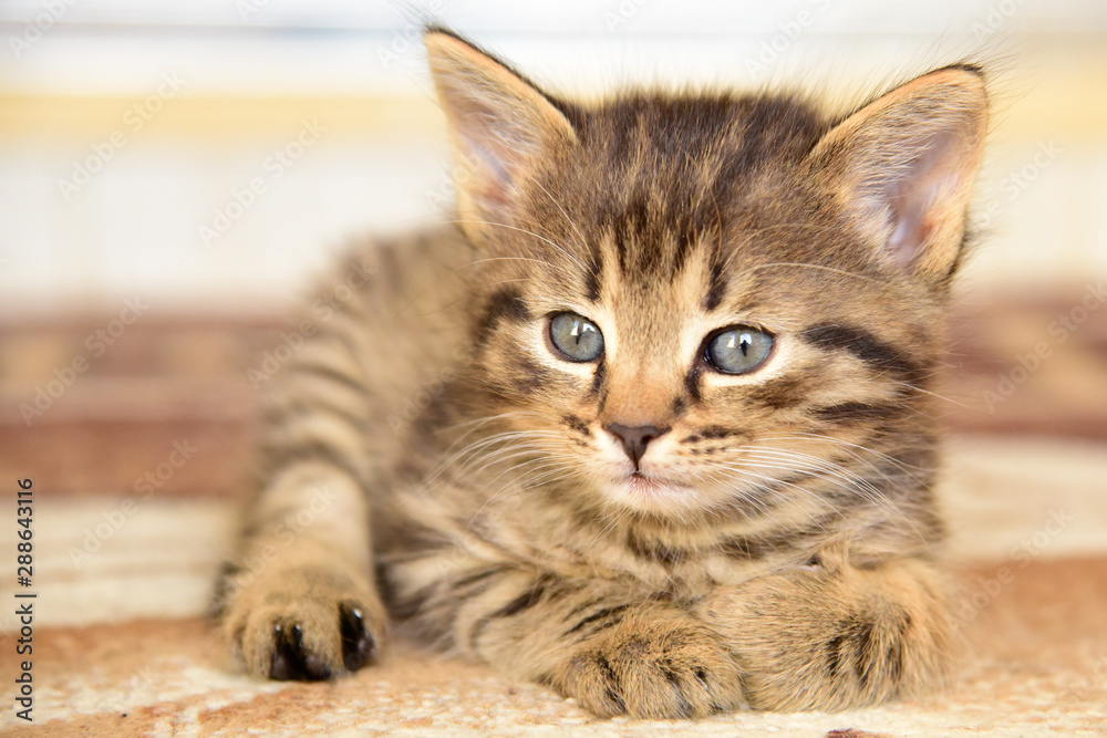 A little cute gray kitten looks into the camera A little cute gray kitten looks into the camera