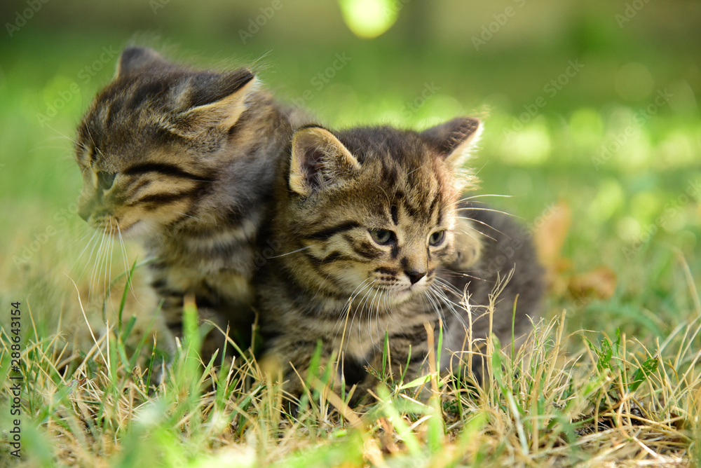 Two cute little grey kitten with blue eyes Two cute little grey kitten with blue eyes