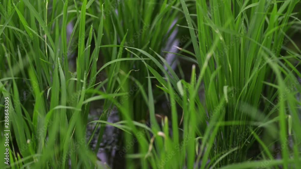 background view new green field healthy rice in summer. business agriculture health farm control plant industry in thailand or vietnam. vegan asia grow vegetable cereal leaf, stem on fertilizer for background view new green field healthy rice in summer. business agriculture health farm control plant industry in thailand or vietnam. vegan asia grow vegetable cereal leaf, stem on fertilizer for