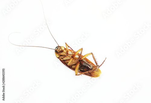 Remains of cockroaches on a white background