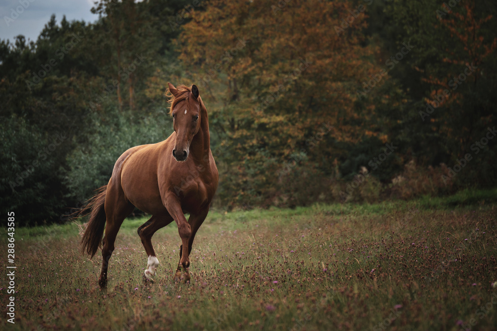 Portrait Pferd galoppiert rennt steht auf weide wiese im Wald im Herbst Portrait Pferd galoppiert rennt steht auf weide wiese im Wald im Herbst