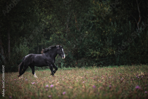 Portrait Pferd galoppiert rennt steht auf weide wiese im Wald im Herbst