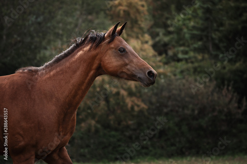 Portrait Pferd galoppiert rennt steht auf weide wiese im Wald im Herbst © gismo2015
