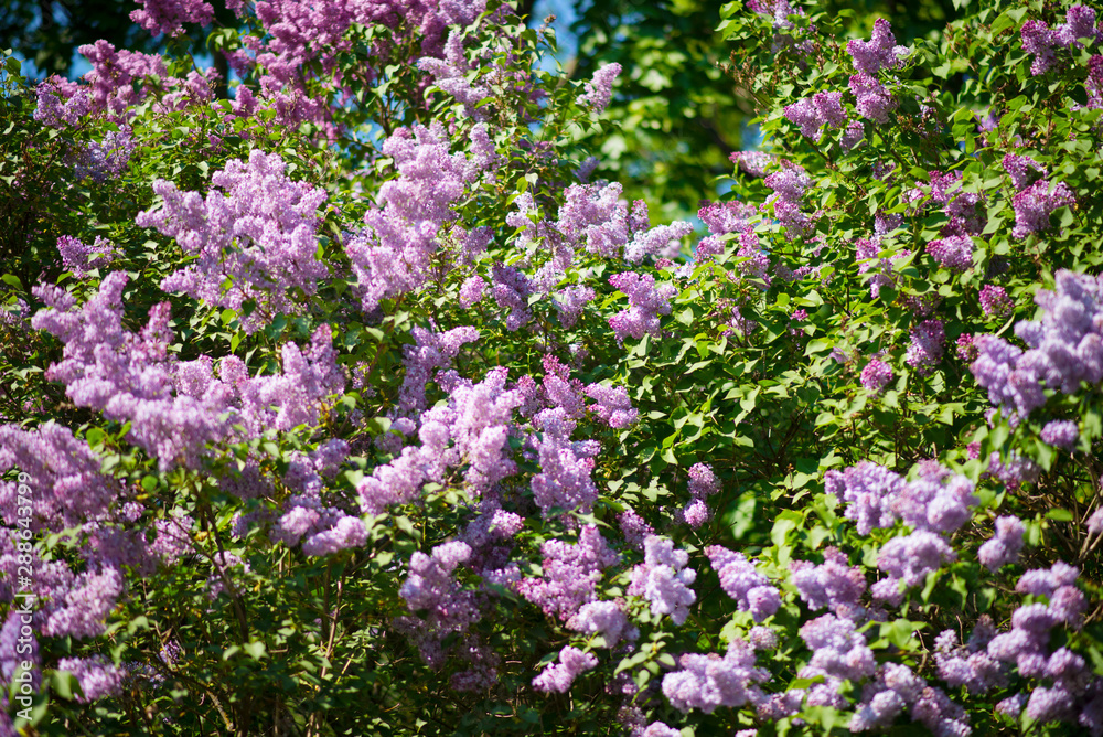 lilac on a clear summer day