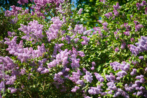 lilac on a clear summer day