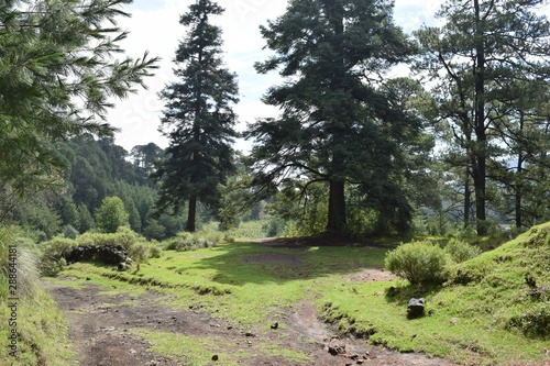 Ajusco bosque