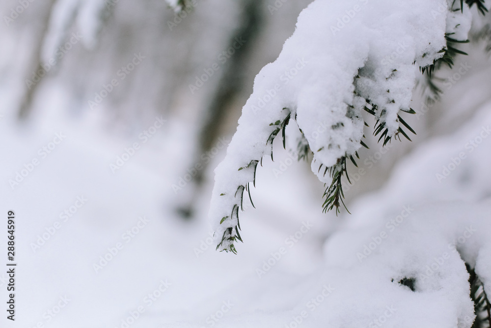 Close-up of pine tree covered with snow frost in winter. Fir branch heavily covered with fresh snow on pure white. Snow-covered tree branch. Spruce branch with snowflakes.  Christmas tree in snow