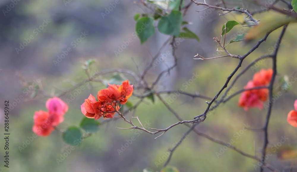 bougainvillea flower 
