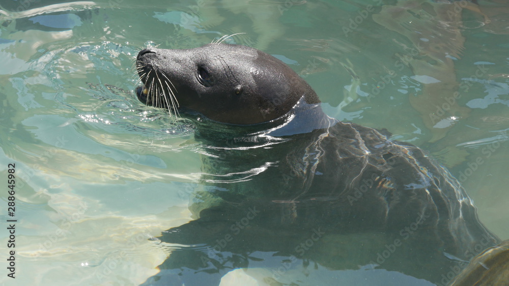 Fototapeta premium seal in the water
