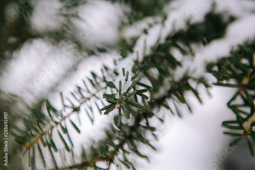 Close-up of pine tree covered with snow frost in winter. Fir branch heavily covered with fresh snow on pure white. Snow-covered tree branch. Spruce branch with snowflakes. Christmas tree in snow