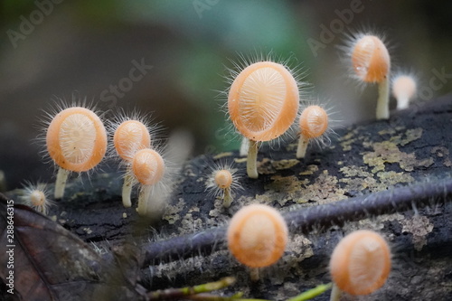 mushroom in the forest © saard
