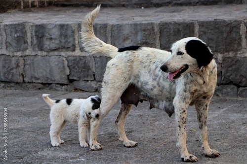 Female dog with puppy 
