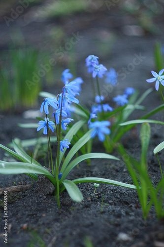 Flowers of the woods  scylla  scilla  in spring forest