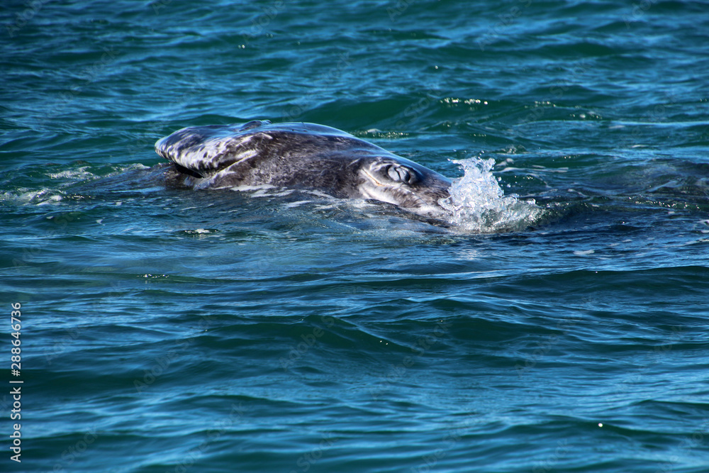 Obraz premium Whale Watching- Baja California