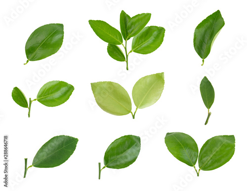 citrus  lime leaves  Lemon leaf isolated on white background