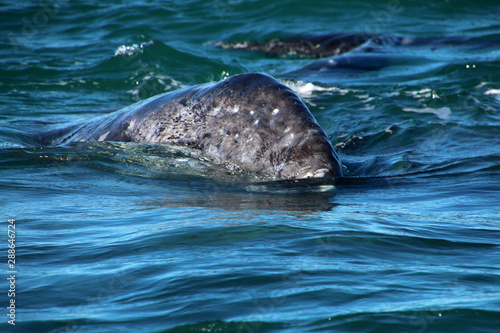 Grauwalkalb-Whale Watching- Baja California