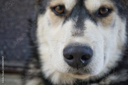 dog close up, in focus the nose, eyes in a 