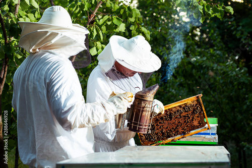 Beekeepers at work collecting honey outdoors. © zorandim75