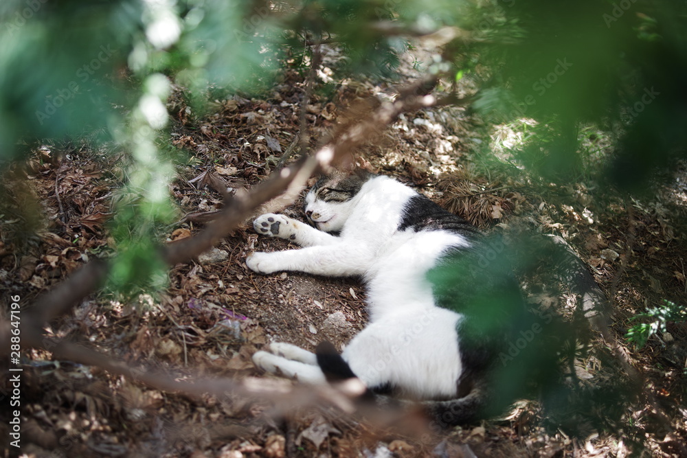 Fototapeta premium cute lovely street cat